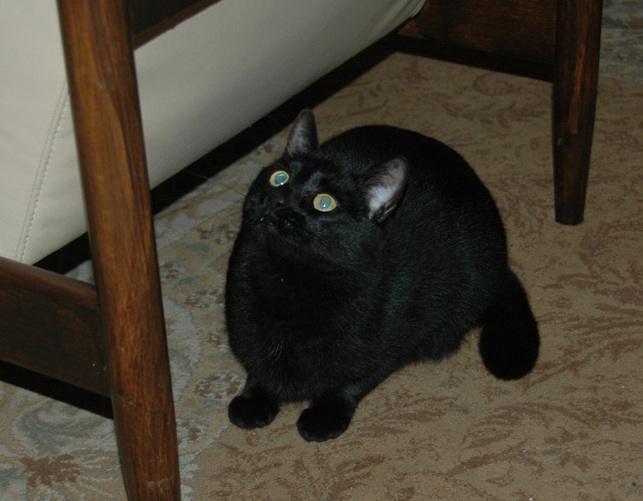 Kalua