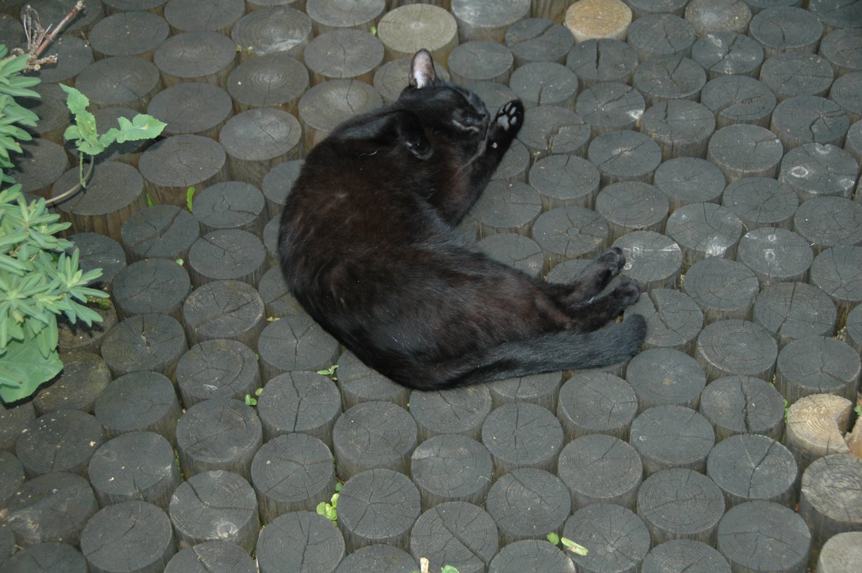 Kalua śpi