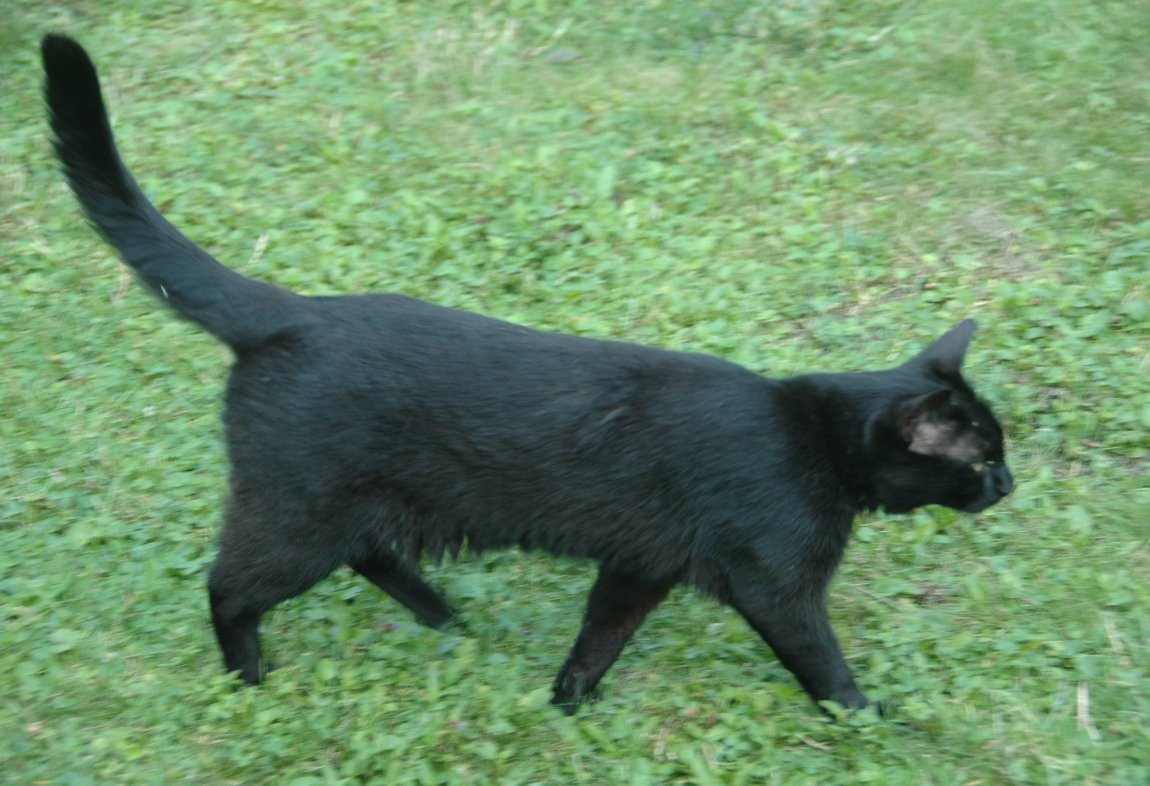 Kalua