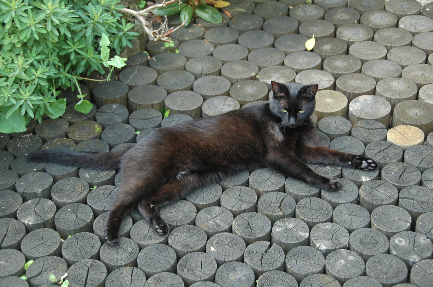 Kalua