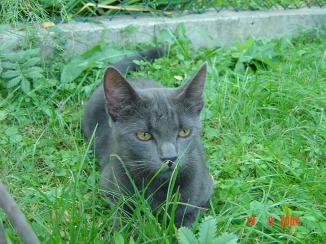 młody Łobuz
