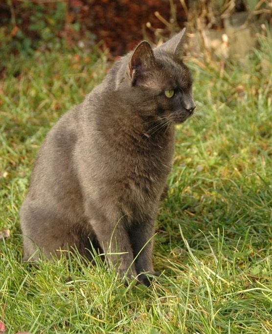 Łobuz