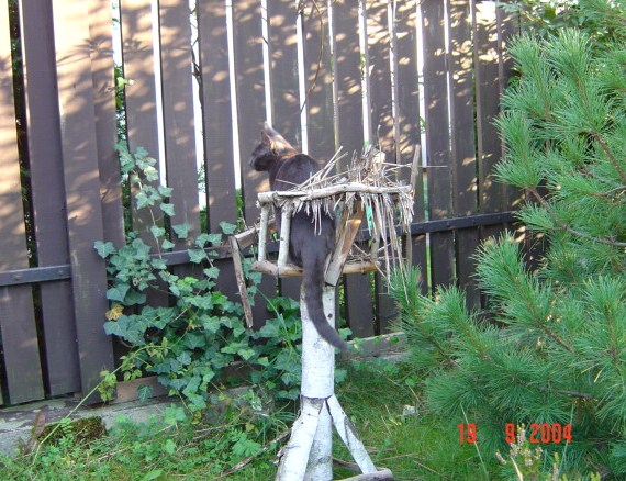kot w karmniku