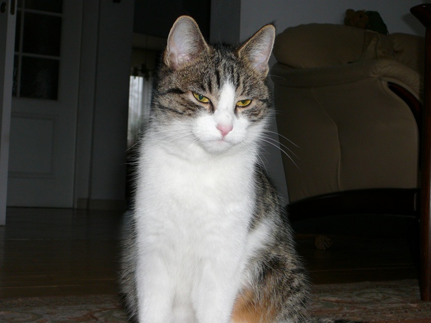 Mekatsa