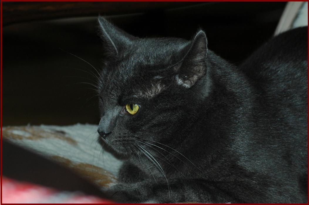 portret Prążka