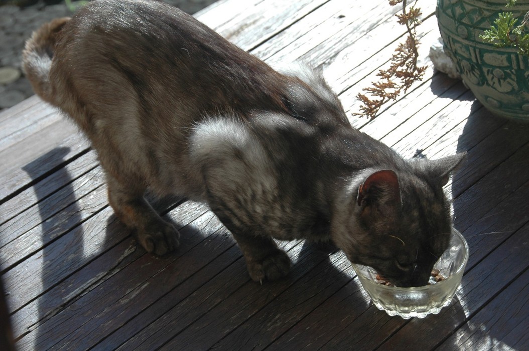 Ouzo je