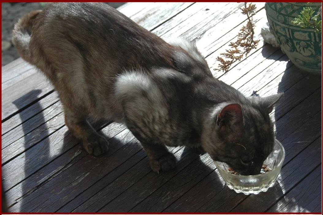 Ouzo na obiedzie