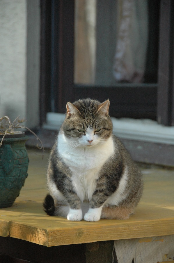 gruby kot