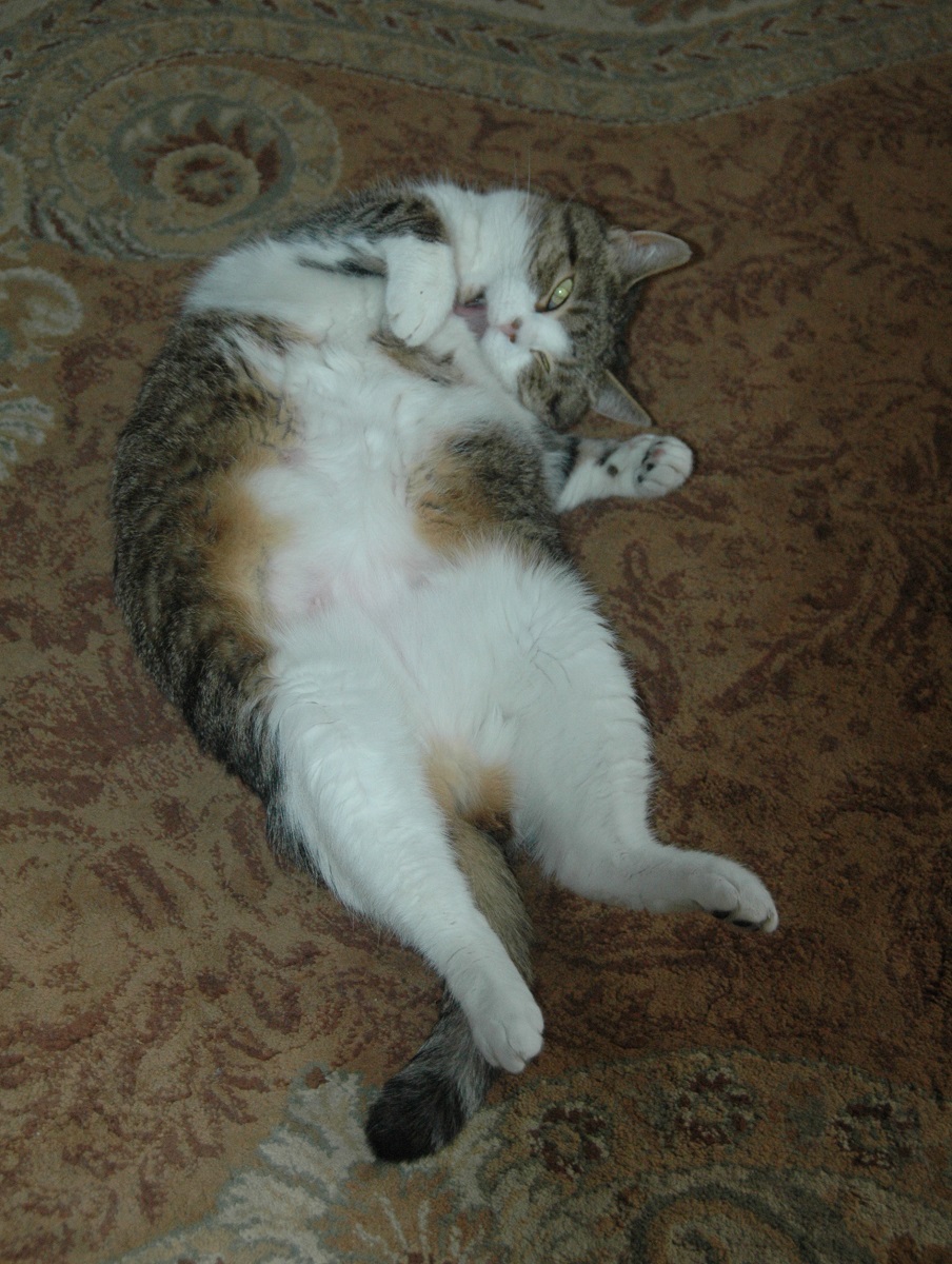 mycie łapki