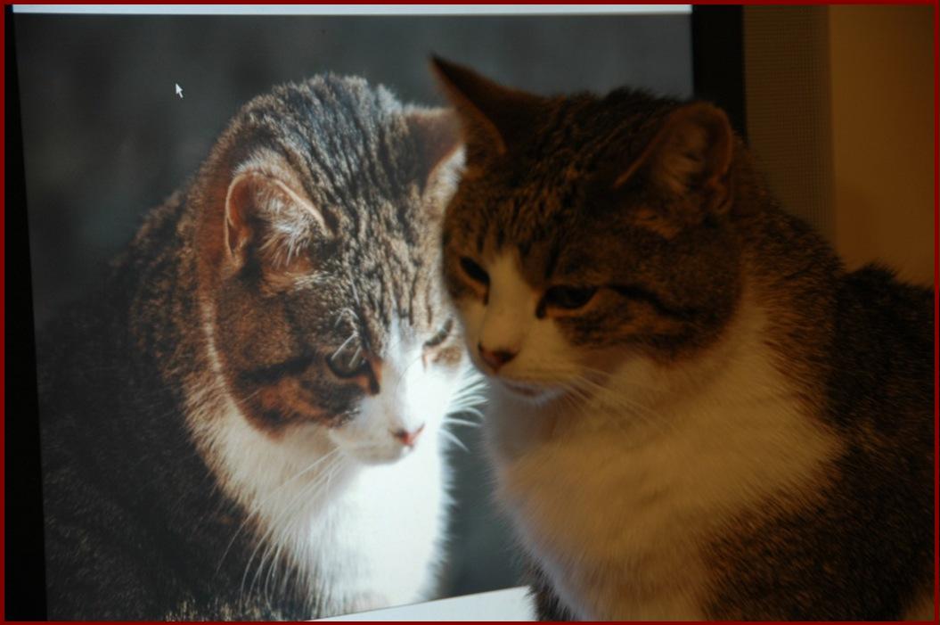 Redsina kontempluje swój portret
