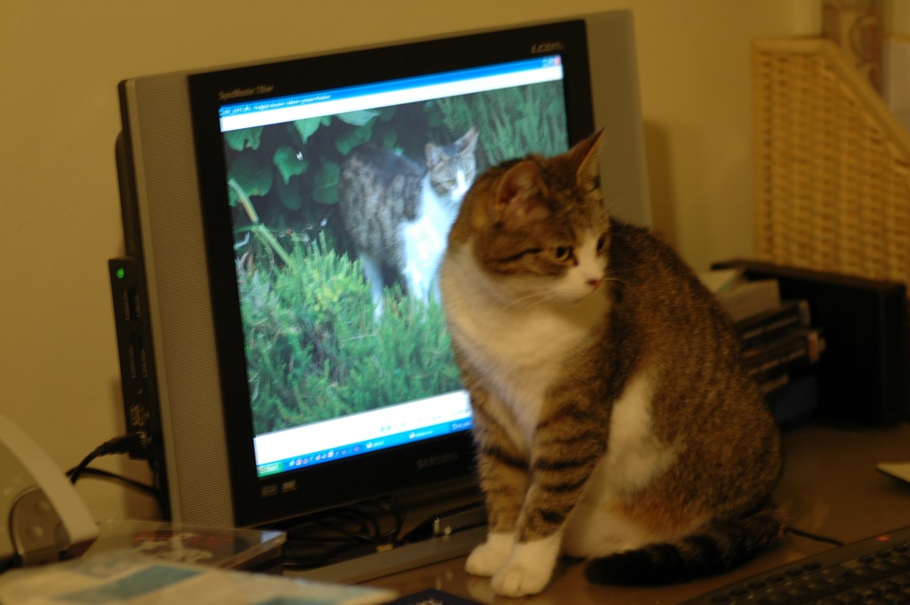 Redsina przed monitorem