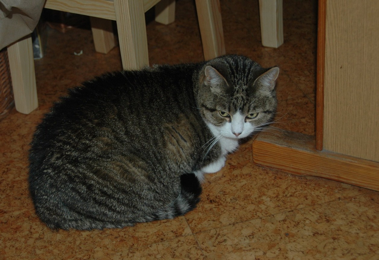Redsina