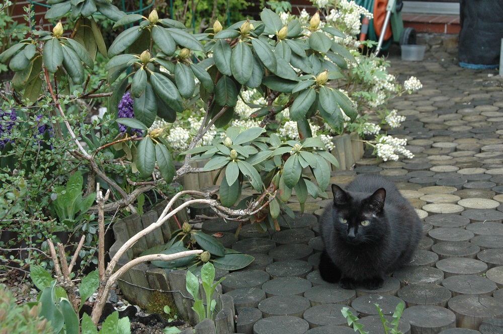Tekila