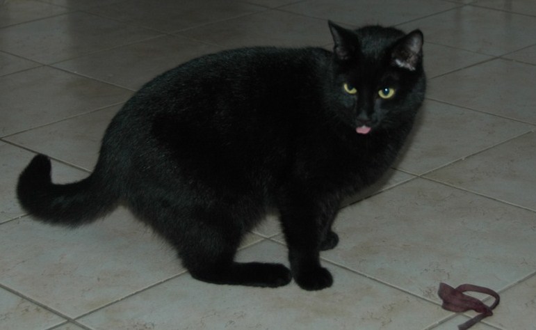 Tekila gada