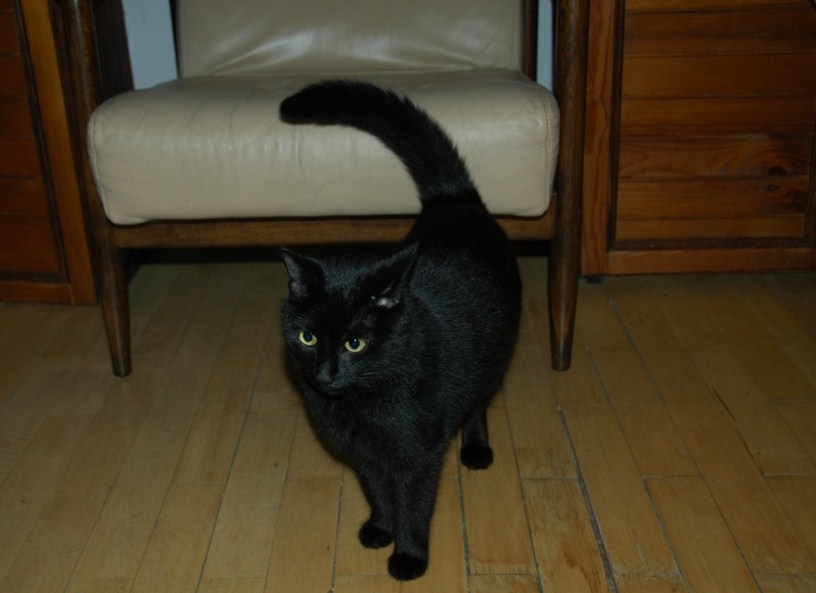 Tekila