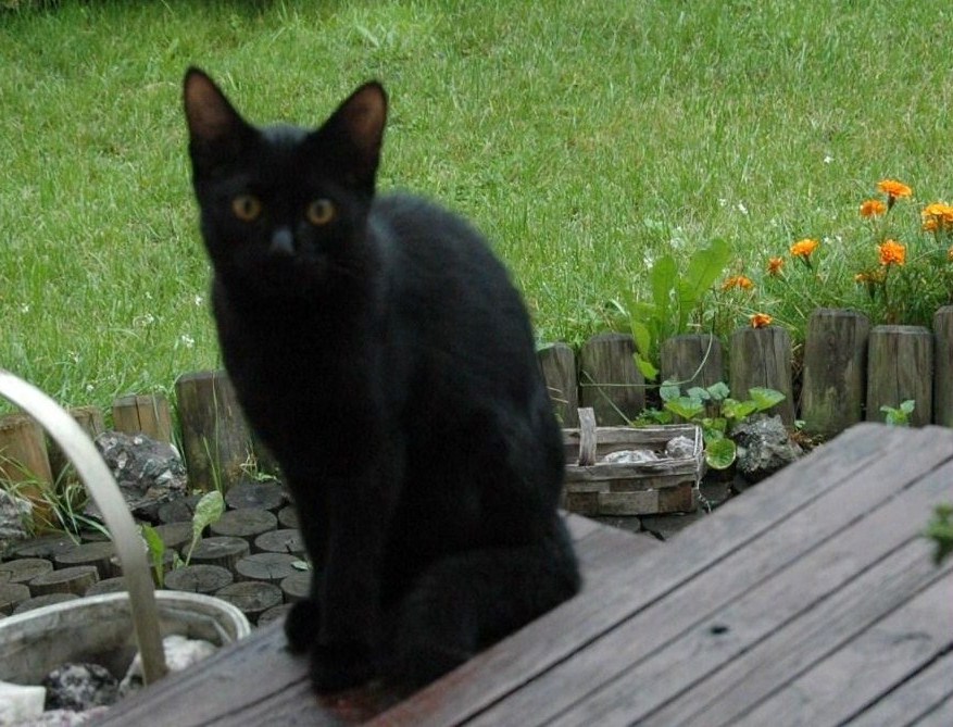 Tekila