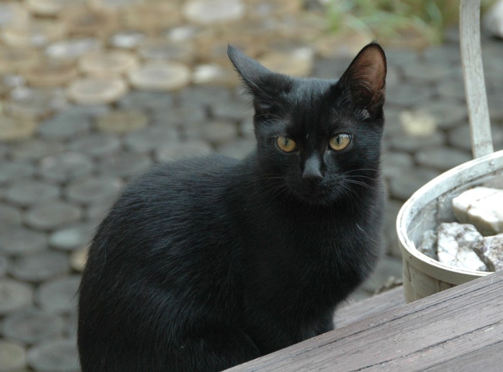 Tekila