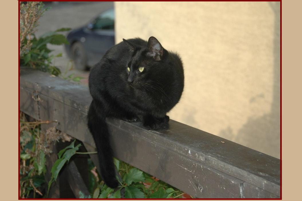 Tekila na balustradce