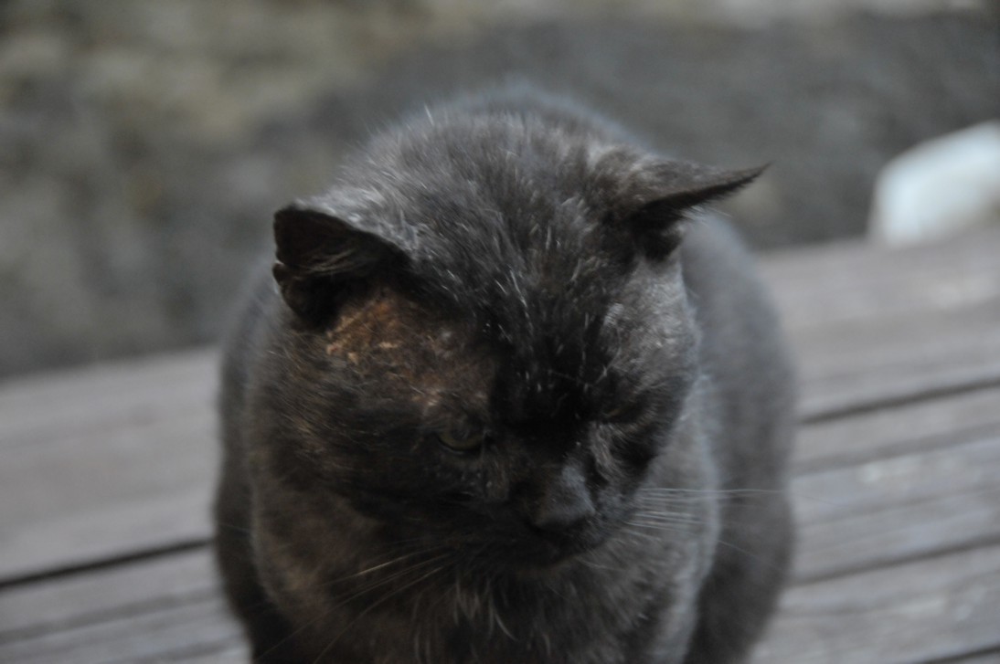 portret Zbója
