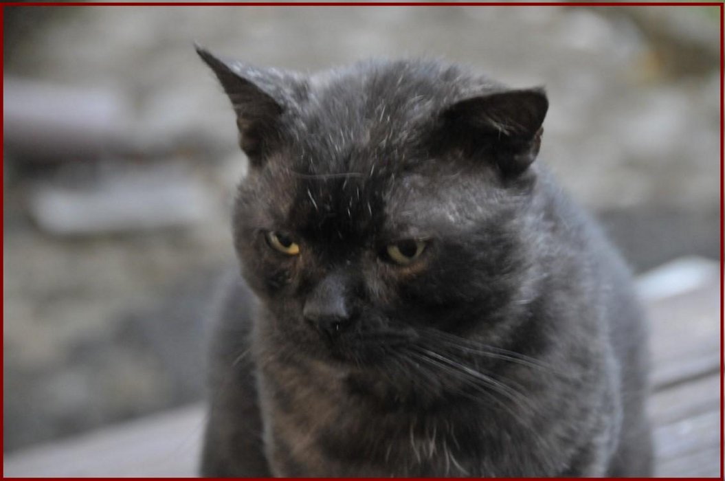 Portret Zbója