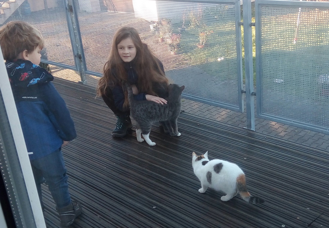 Ela i koty