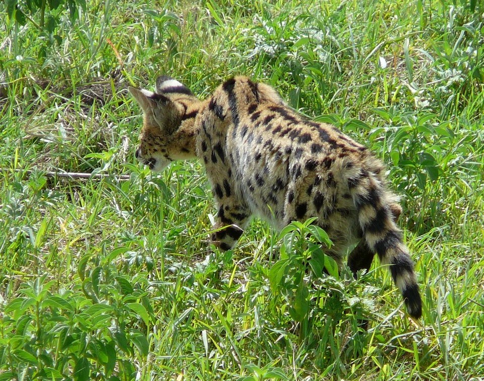 serwal poluje