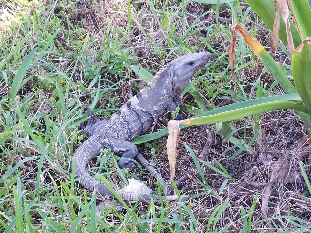iguana