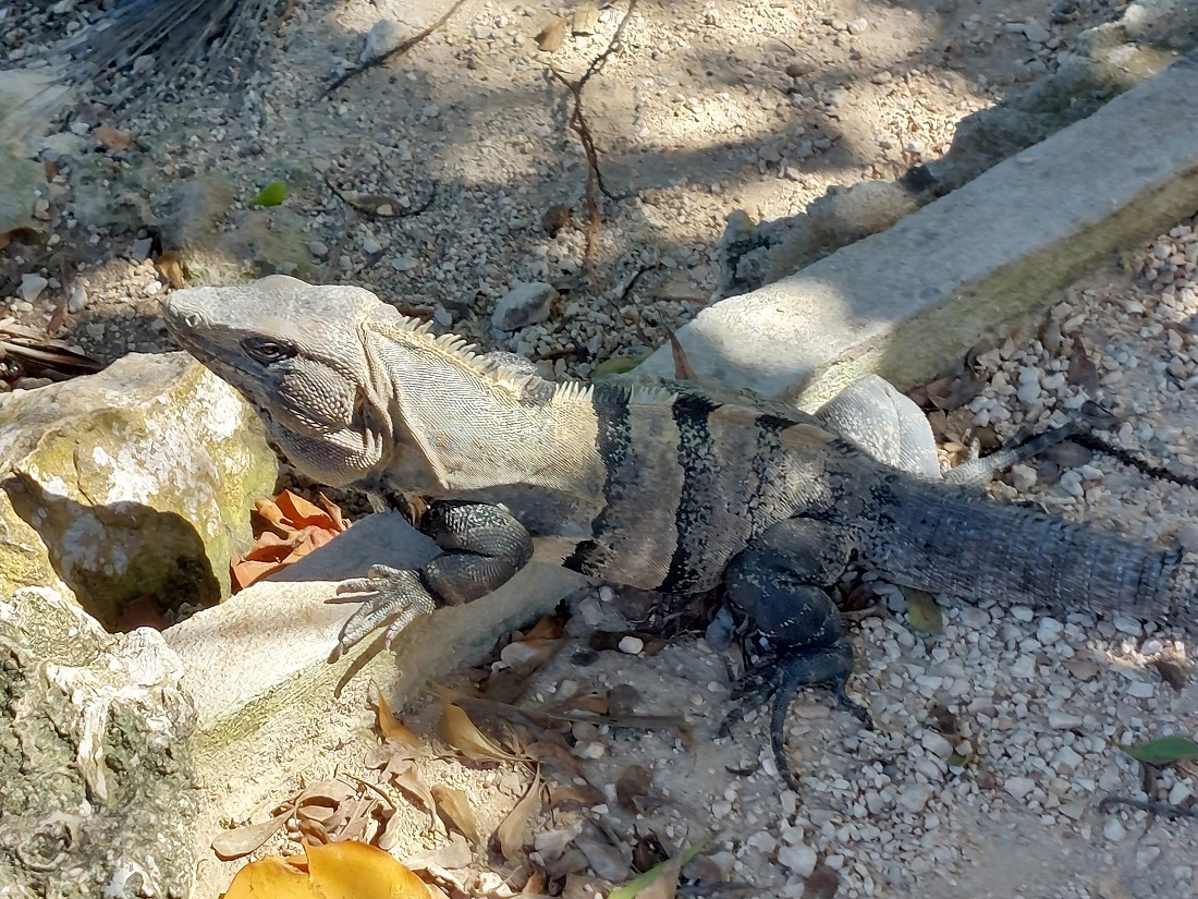 iguana 2