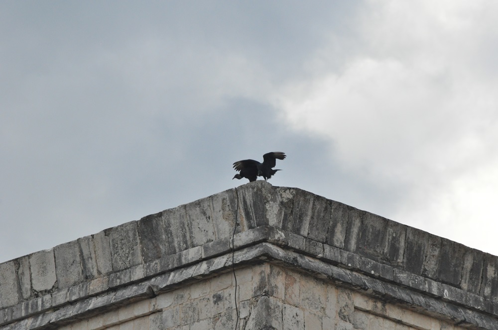 ptaki na El Castillo 