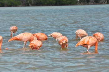 flamingi