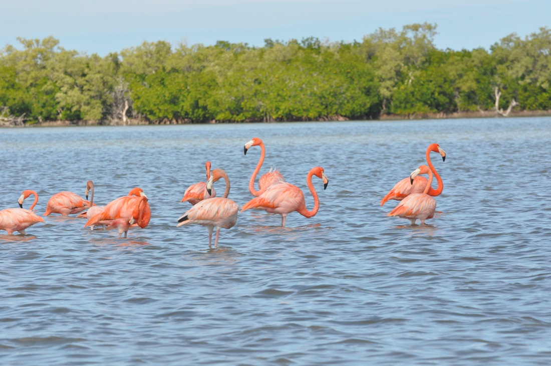flamingi