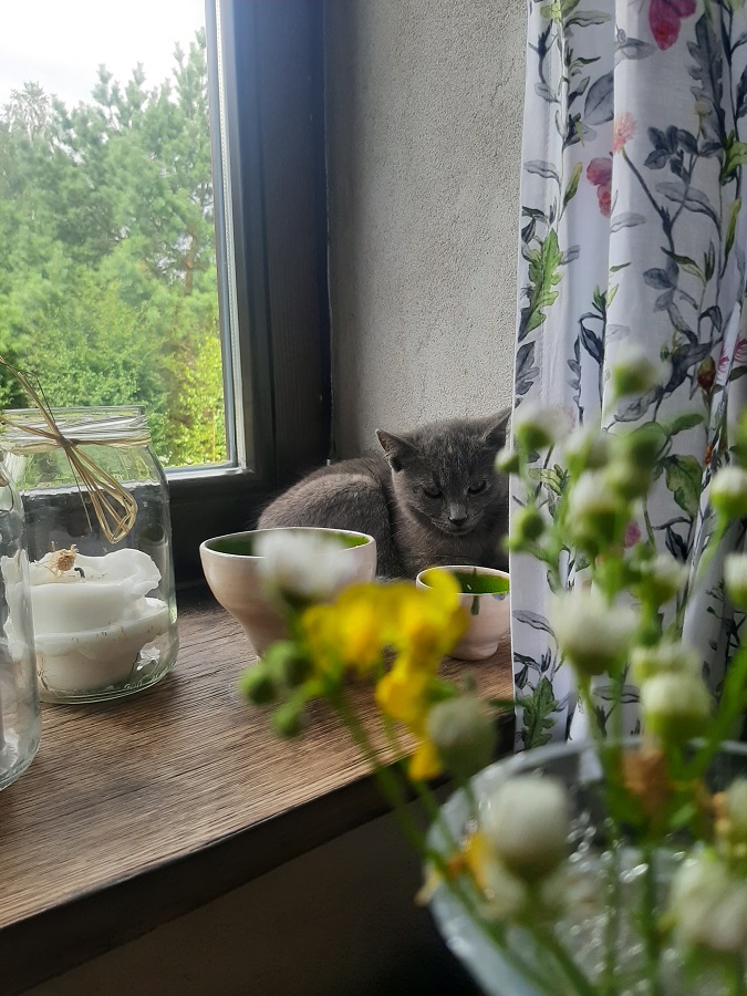 kotek Sylwii