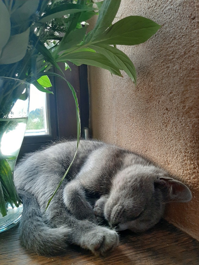 kotek śpi