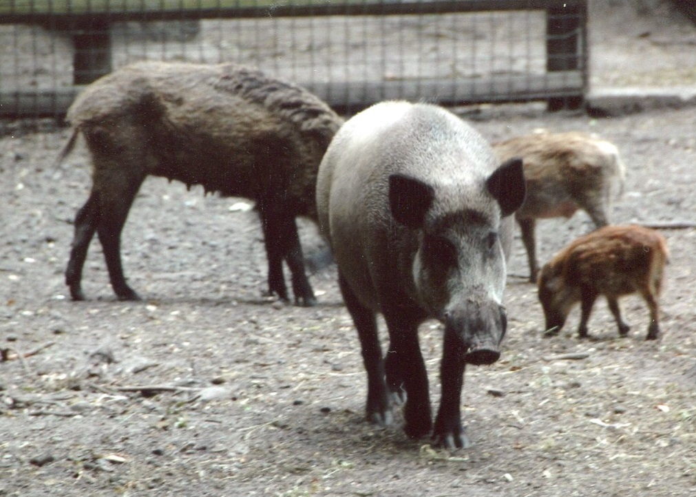 dziki